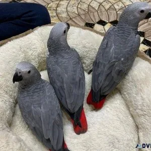 AFRICAN GREY PARROT FOR SALE