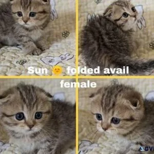 Scottish Fold Kittens For Adoption.