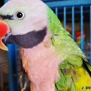 Moustache Parakeet