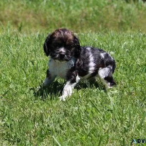 Cocker spaniel puppies