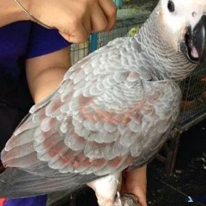 Baby African Grey