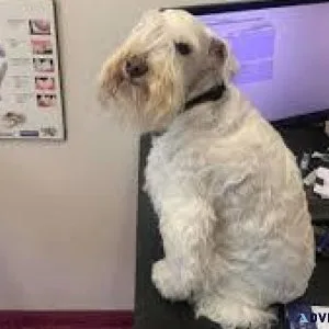 Top Veterinary Doctors in Noida  Vet Land Pet Clinic