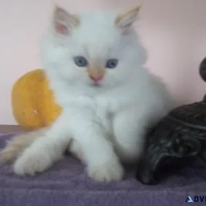 HOLIDAY FLAMEPOINT KITTEN
