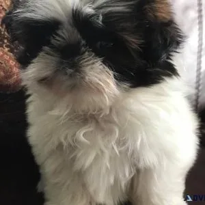 Effective Shih Tzu puppies available
