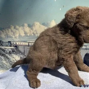 Healthy Chesapeake Bay Retriever Puppies.