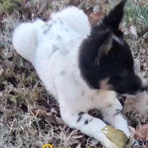 HeelerAussie mix puppies