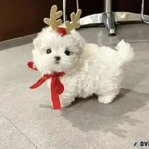 Teacup maltipoo