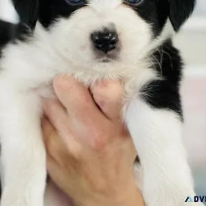 Miniature Aussalier Puppies