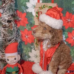 Christmas Puppies F1b Aussiedoodles