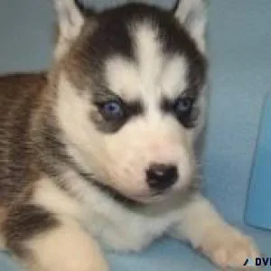 Siberian husky puppy for sale