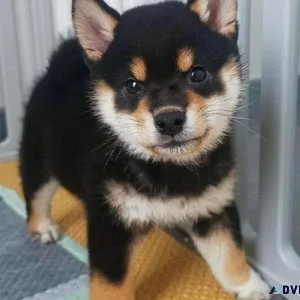 SMart Shiba Inu Puppies