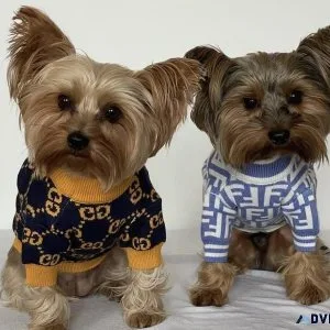Yorkies puppies for adoption