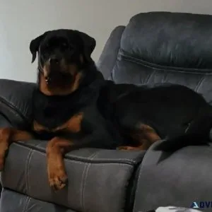 German Rottweiler