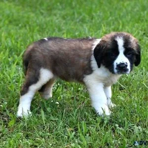 Lovely Saint Bernard Puppies
