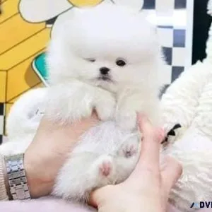 Gorgeous Maltese Puppies for Loving Home