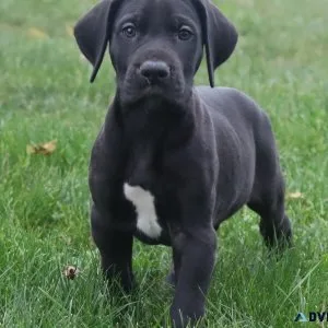 Sparkey Male Great Dane