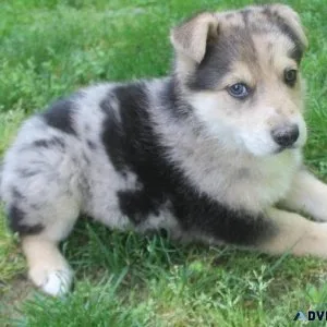 Home raised German Australian Shepherd Puppies