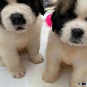 Ready to leave AKC Saint Bernard puppies raised in a family home