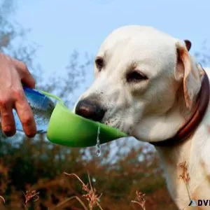 Leaf Outdoor Pet Drinking Bottle lovepetin