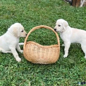 AKC WHITE LAB PUPS