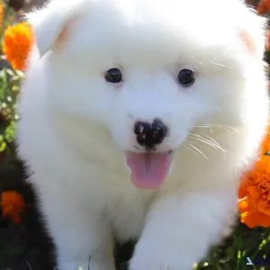 Andy Male American Eskimo