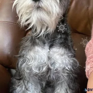 Small breed