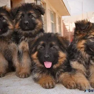 German Shepherd Puppies