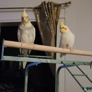 Two Cockatiel Birds for Sale (Male and Female)  Cage