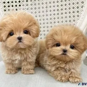 Maltipoos for Sale