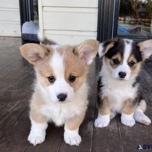 Lovely Pembroke Welsh Corgi puppies