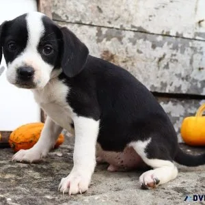 Rover Male Boglen Terrier