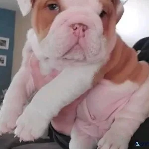 English bulldog puppies