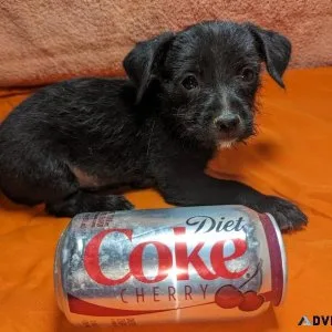 TEACUP MALE LONG HAIR CHIHUAHUA PUPPY