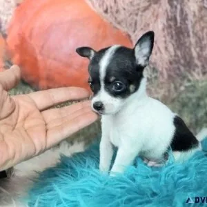 Tiny Apple-Head Chihuahua Puppies