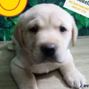 English Blockhead Labrador Retriever Puppies Purebred AKC