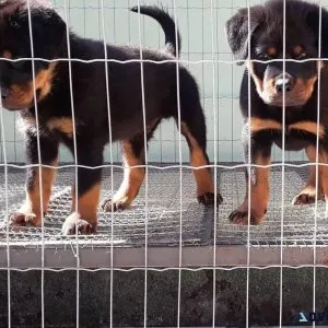 Male and Female Rottweiler Pups
