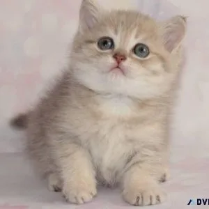 Adorable kitten for rehoming