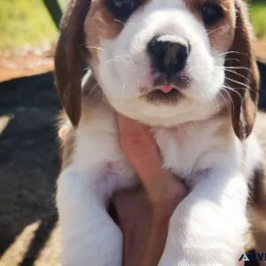 Beagle Puppies For Sale