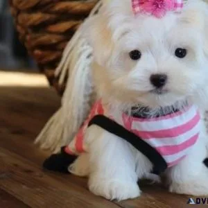 Maltese Puppies