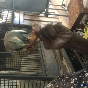 Tame Female Cockatiel - 250.00 (Santa Monica)