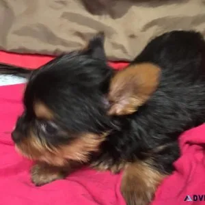 teddy bear teacup yorkie puppies