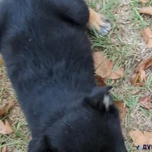 Texas heeler puppies