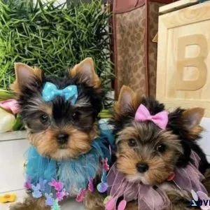 teacup yorkie puppy buy