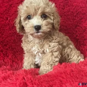 Toy Poodle Puppies