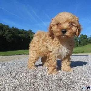 Female Maltipoo