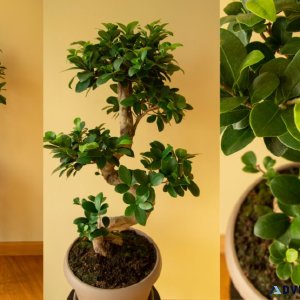 How to purchase Ficus Bonsai Online