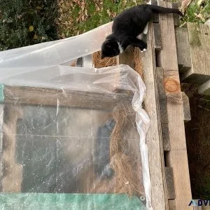 Cat for sale