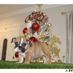 Healthy English bulldog puppies