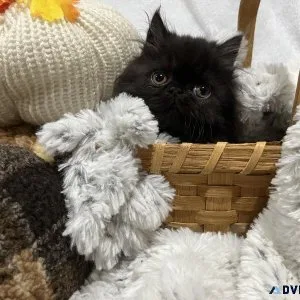 CFA Persian Kitten