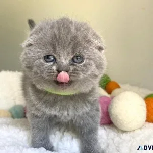 DFHGDF SCOTTISH FOLD KITTENS AVAILABLE